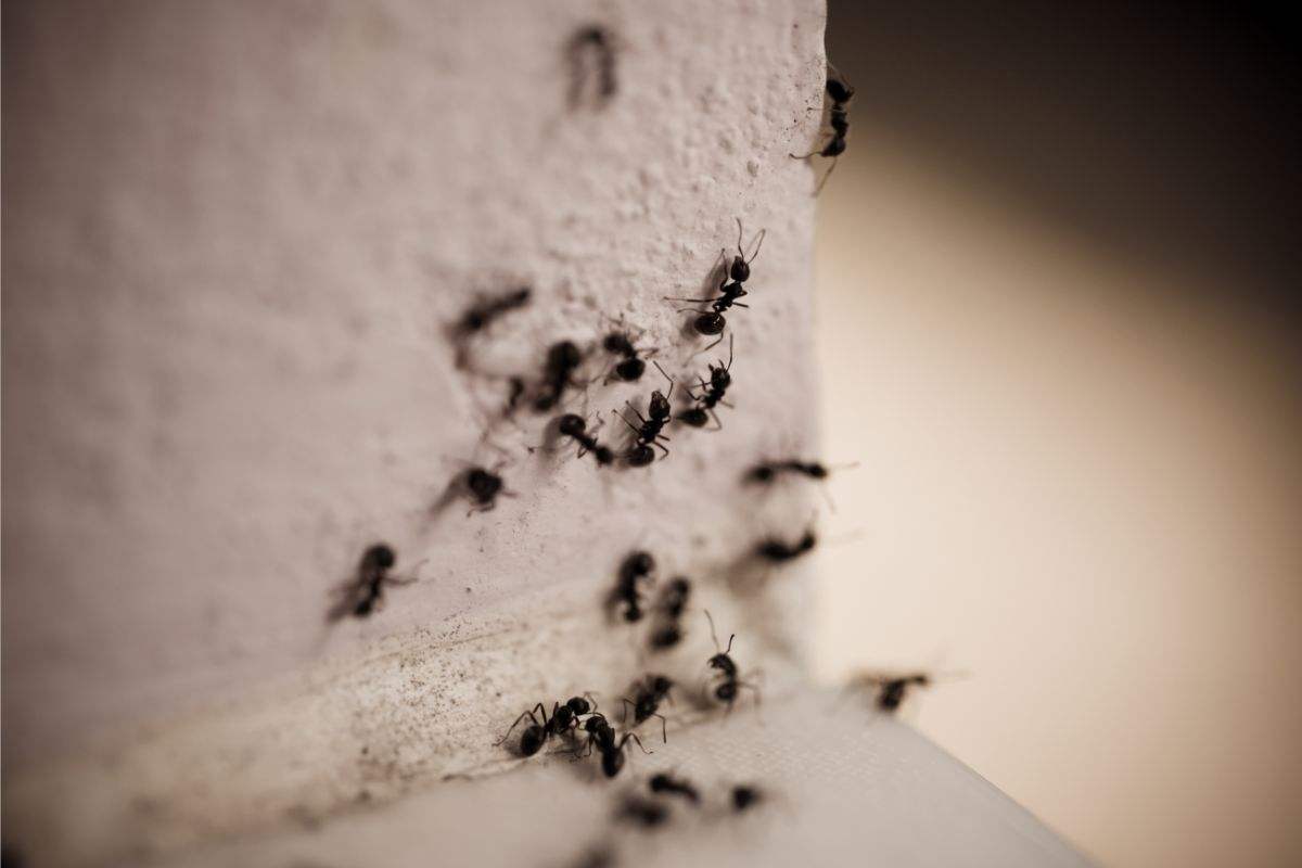 Come allontanare le formiche con prodotti naturali
