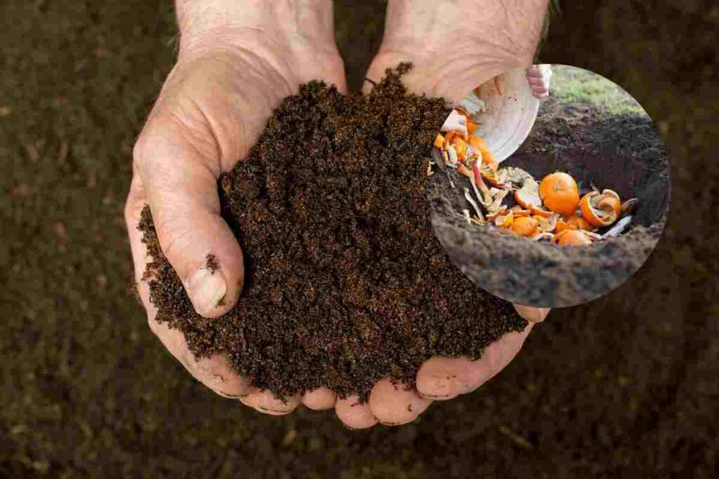 Compost migliore a costo zero lo fai a casa e risparmi un botto