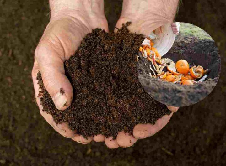Compost migliore a costo zero lo fai a casa e risparmi un botto