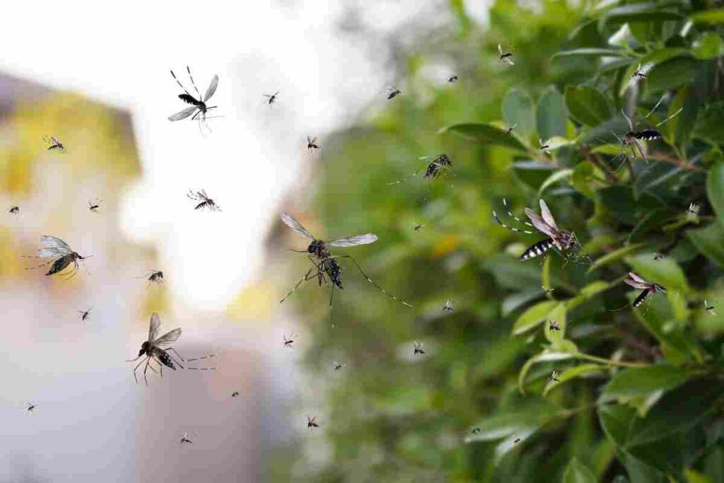 zanzare addio: rimedi naturali per eliminarle