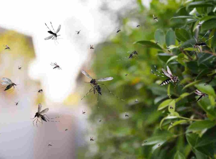zanzare addio: rimedi naturali per eliminarle