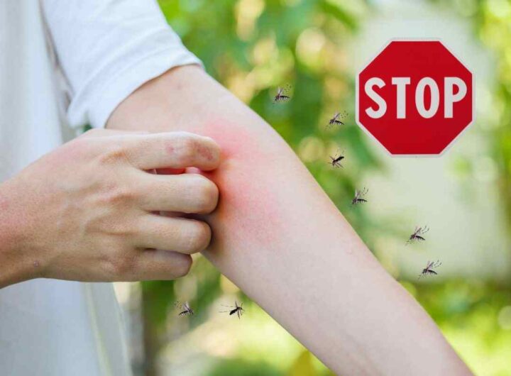 allarme west nile: i rimedi naturali per allontanare le zanzare