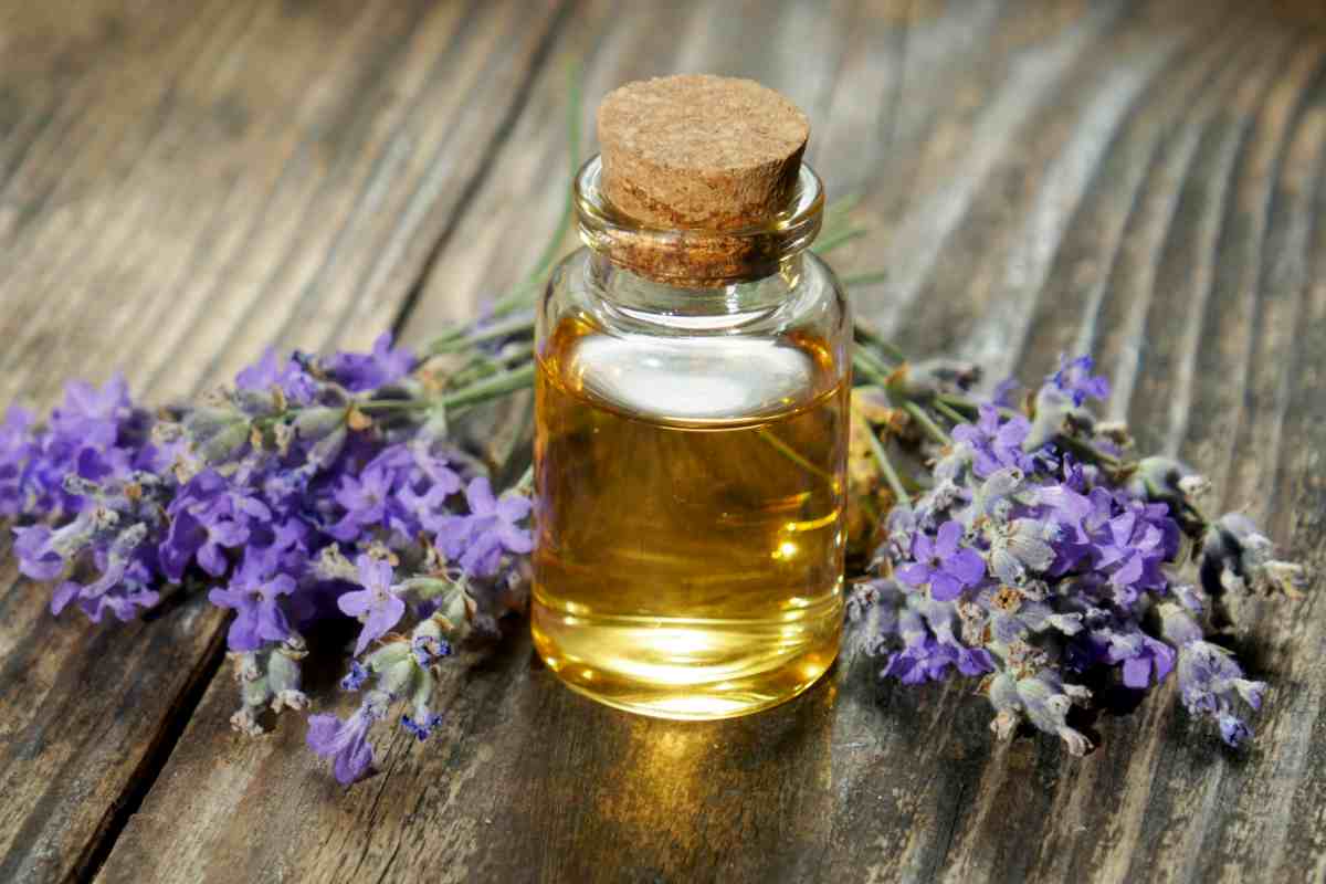 Lavanda