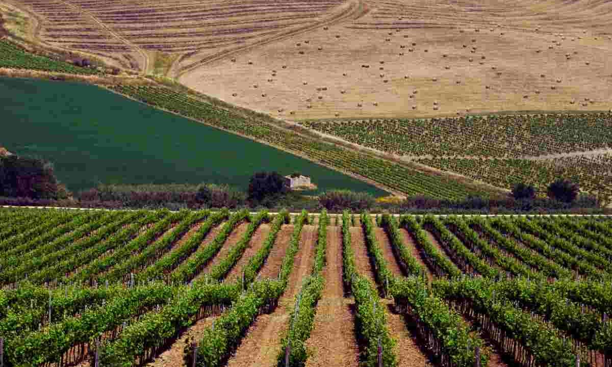 Sicilia nascosta, alla ricerca del vino perfetto