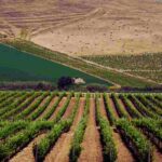 Sicilia nascosta, alla ricerca del vino perfetto