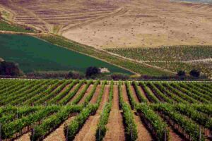 Sicilia nascosta, alla ricerca del vino perfetto