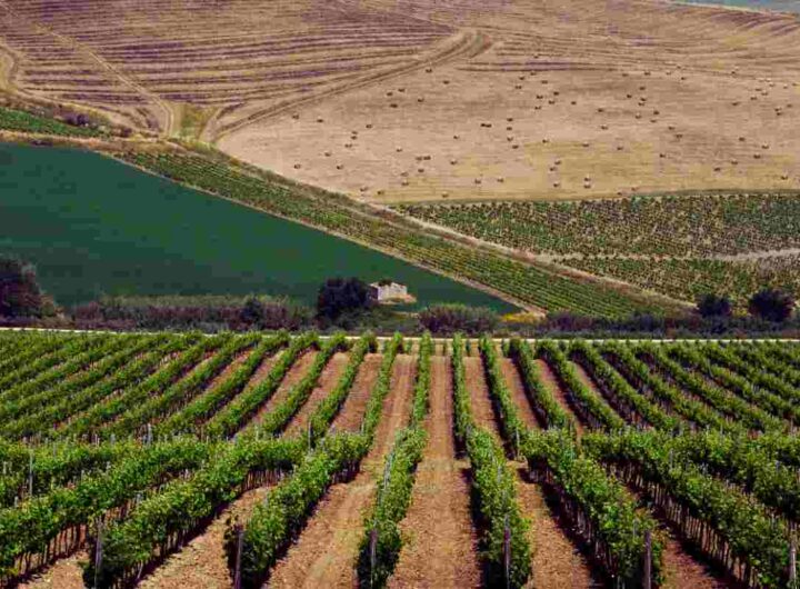 Sicilia nascosta, alla ricerca del vino perfetto