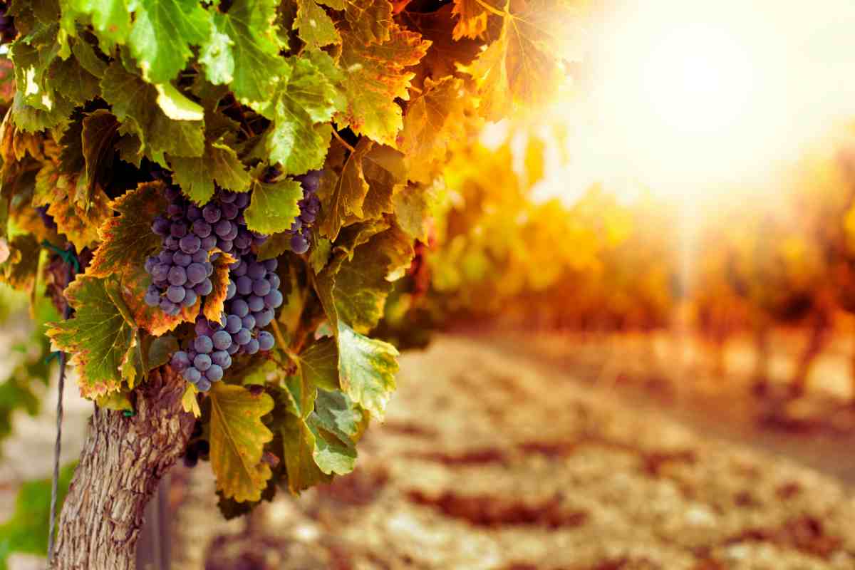 Sicilia nascosta, alla ricerca del vino perfetto